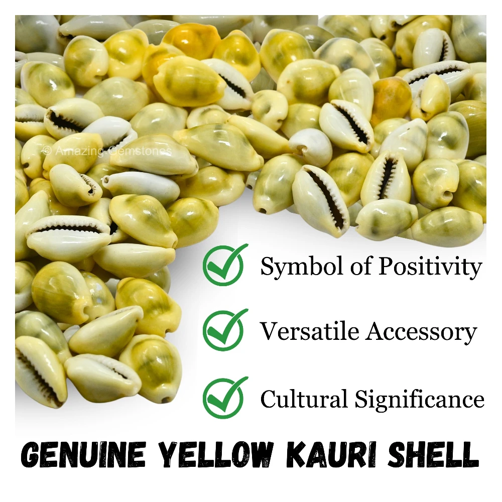 Yellow Cowrie Shells - Large (Set of 5)