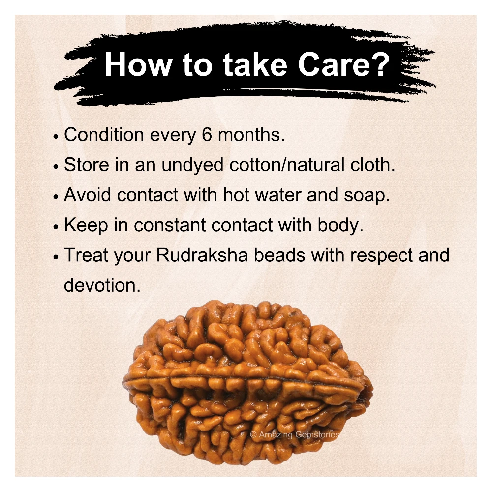 Authentic 2 Mukhi Rudraksha Bead