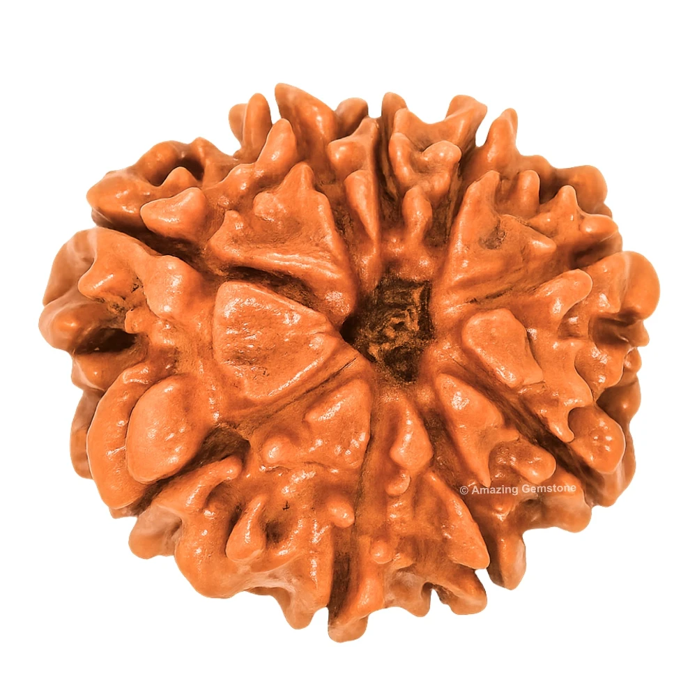 Authentic 9 Mukhi Rudraksha Bead