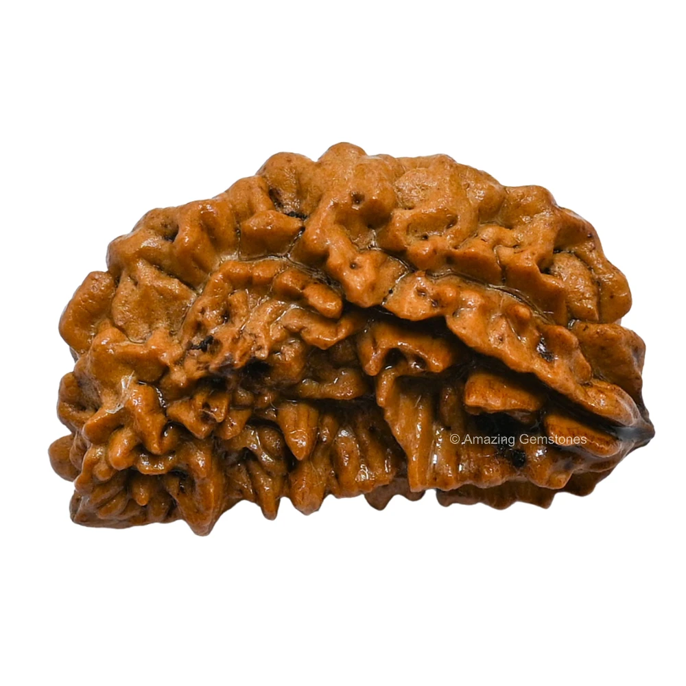 Authentic 1 Mukhi Rudraksha Bead