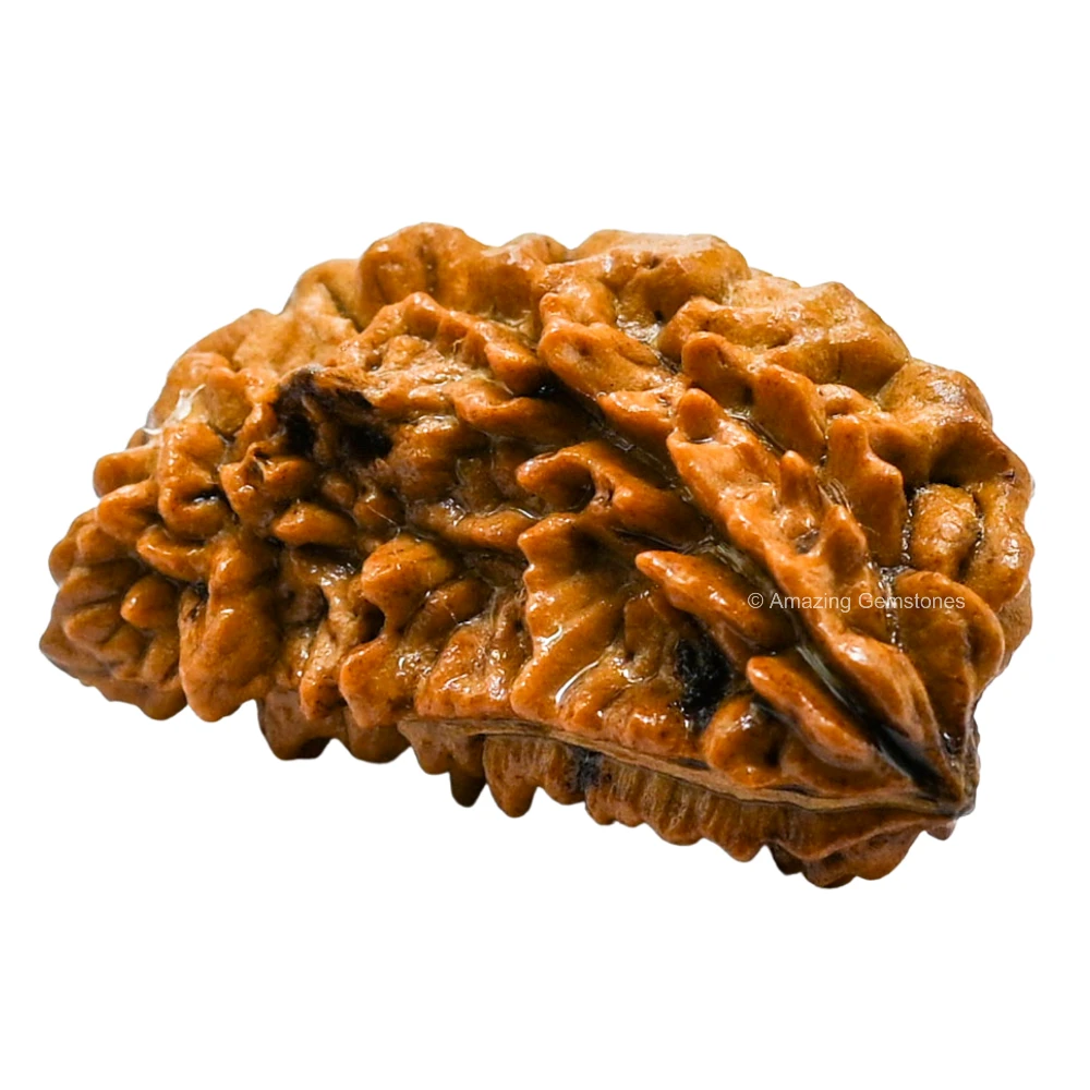 Authentic 1 Mukhi Rudraksha Bead
