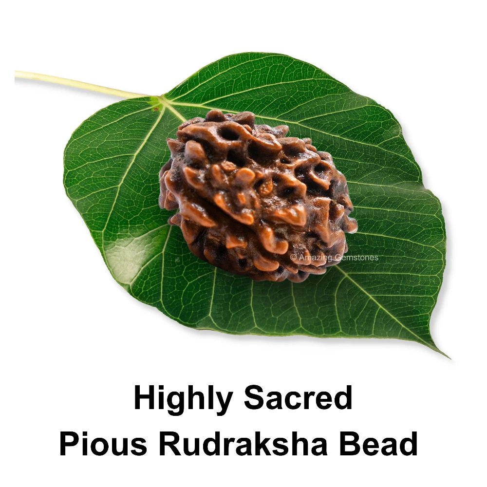 Authentic 3 Mukhi Rudraksha Bead