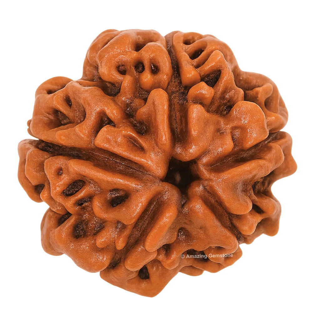 Authentic 5 Mukhi Rudraksha Bead
