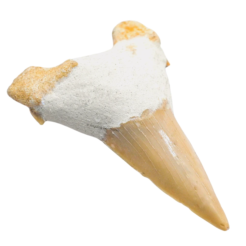Shark Tooth 1 Pieces - Large