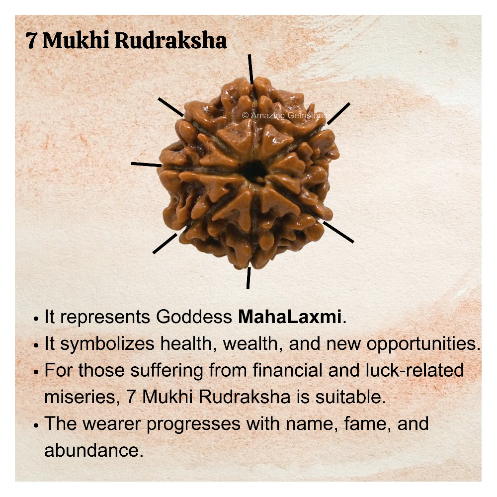 Authentic 7 Mukhi Rudraksha Bead