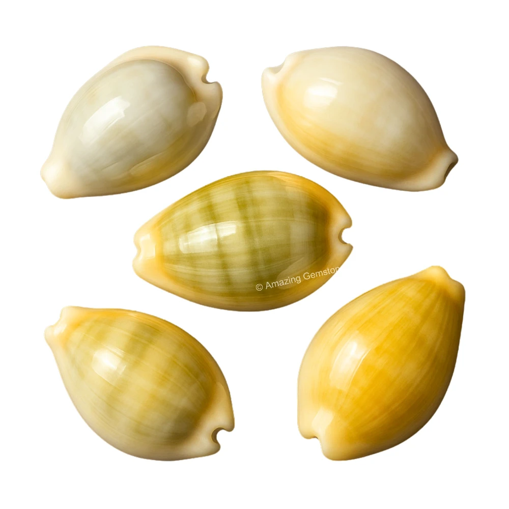 Yellow Cowrie Shells - Large (Set of 5)