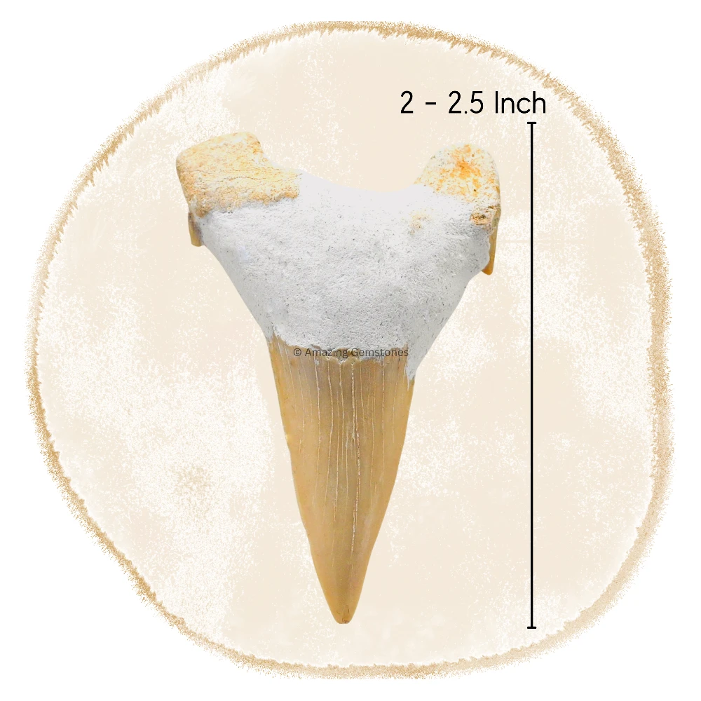Shark Tooth 1 Pieces - Large