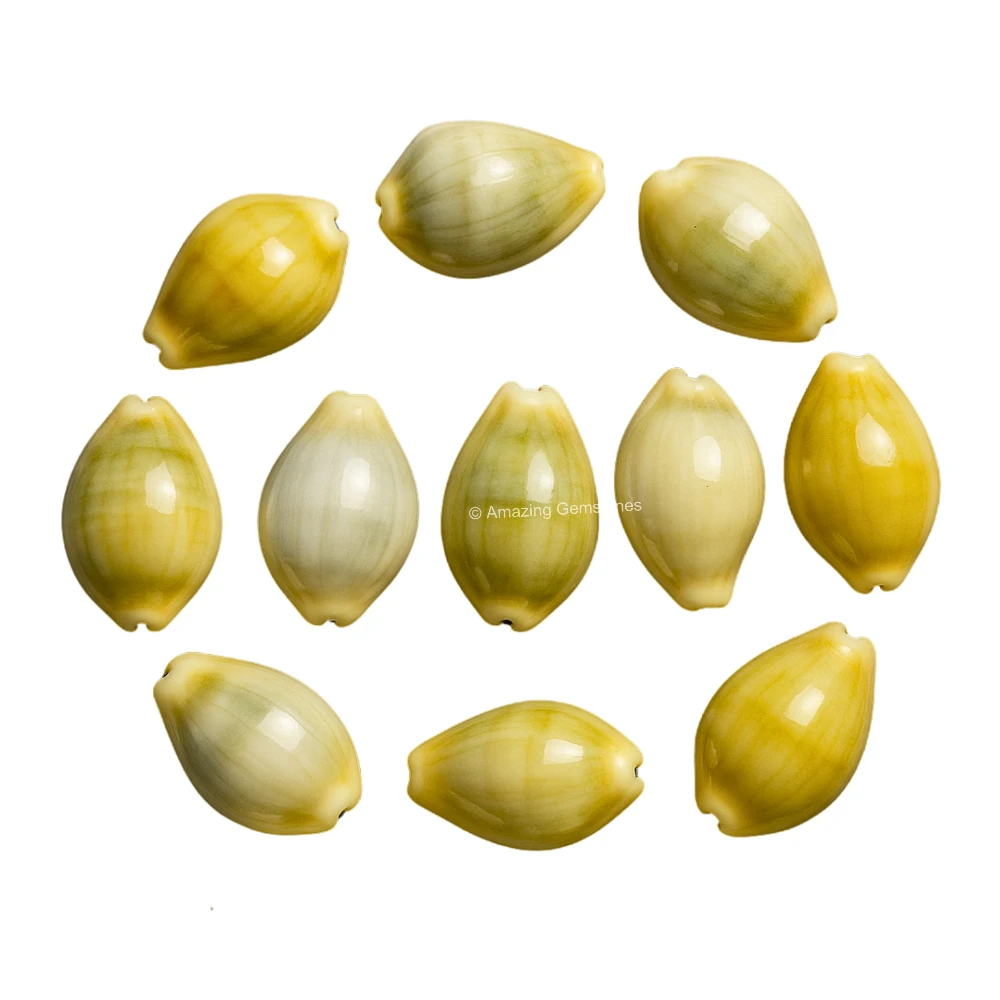 Yellow Cowrie Shells - Large (Set of 11)