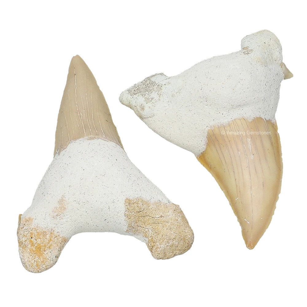 Big Shark Tooth (Set of 2)