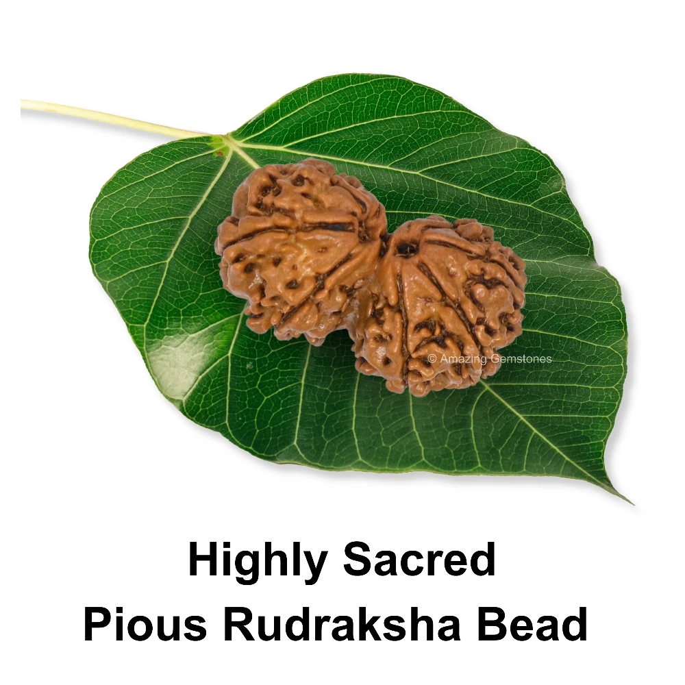 Authentic Gauri Shankar Rudraksha Bead