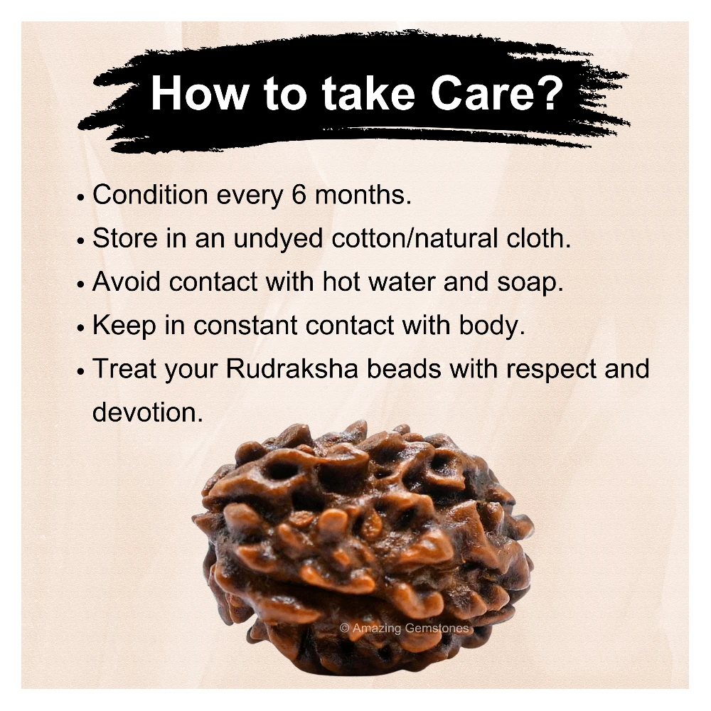 Authentic 3 Mukhi Rudraksha Bead