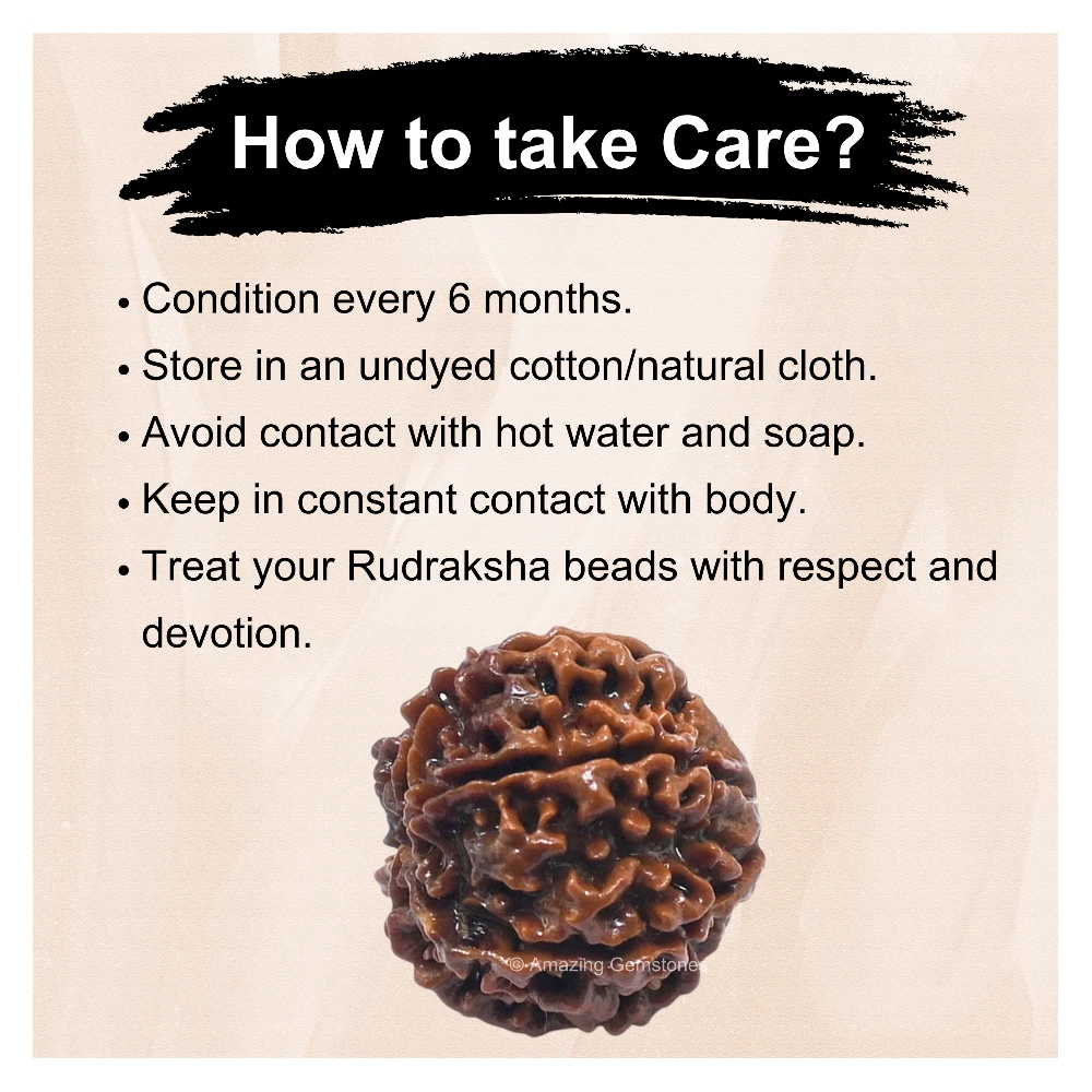 Authentic 6 Mukhi Rudraksha Bead