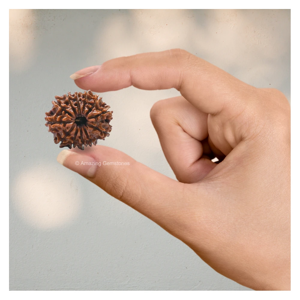 Authentic 12 Mukhi Rudraksha Bead
