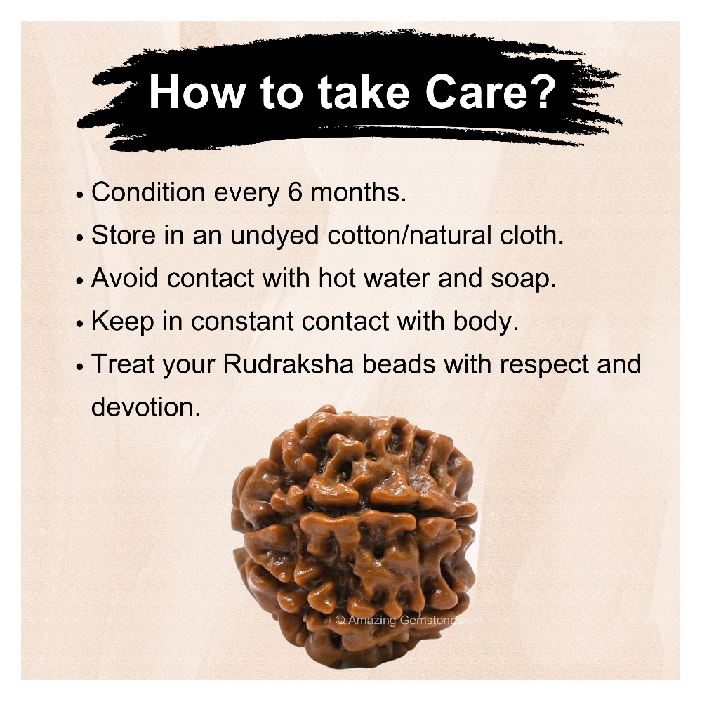 Authentic 7 Mukhi Rudraksha Bead