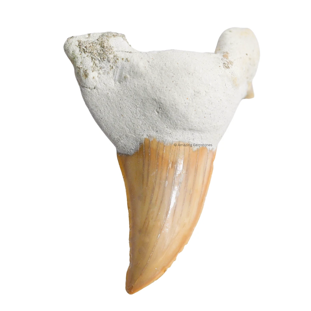 Shark Tooth 1 Pieces - Large