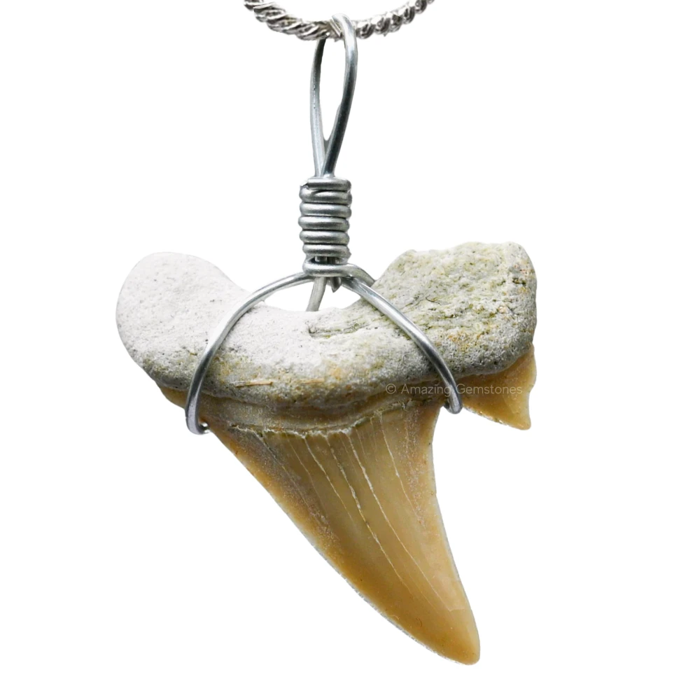 Shark Tooth Pendant