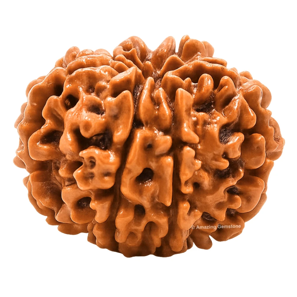 Authentic 8 Mukhi Rudraksha Bead