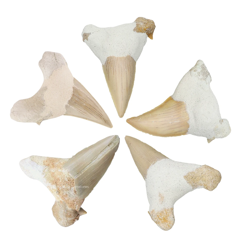Shark Tooth 1 Pieces - Large