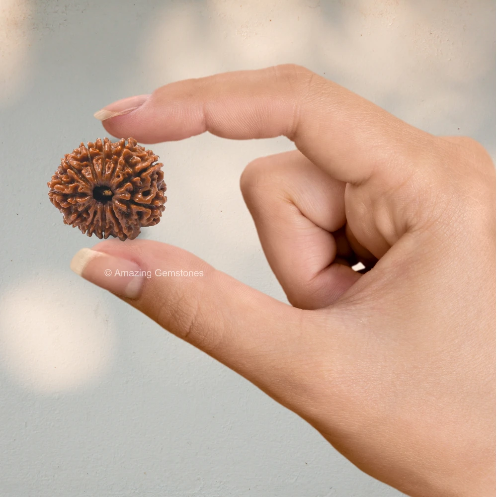 Authentic 11 Mukhi Rudraksha Bead