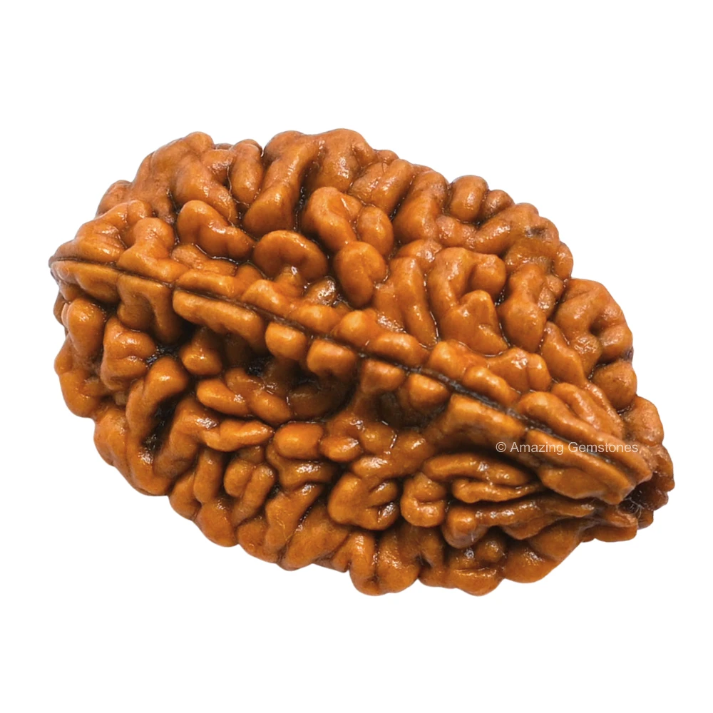 Authentic 2 Mukhi Rudraksha Bead
