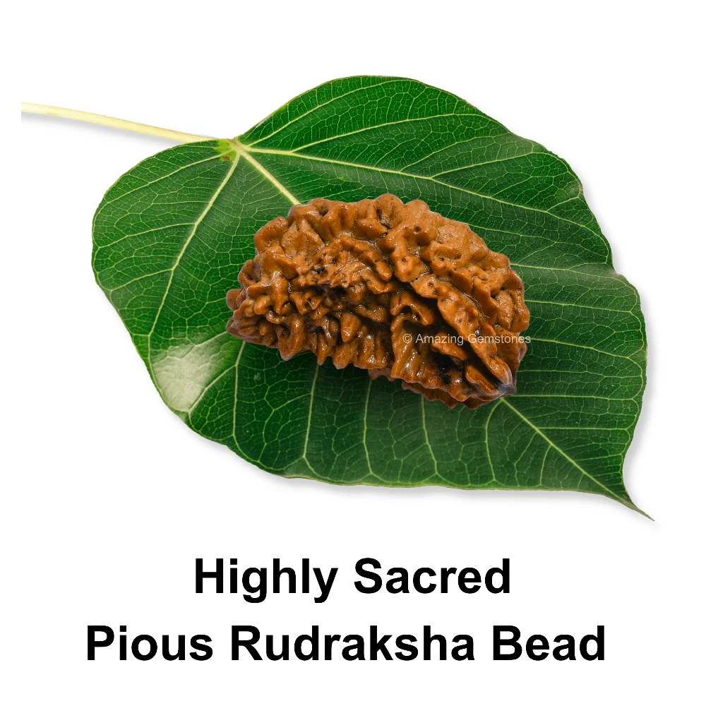 Authentic 1 Mukhi Rudraksha Bead