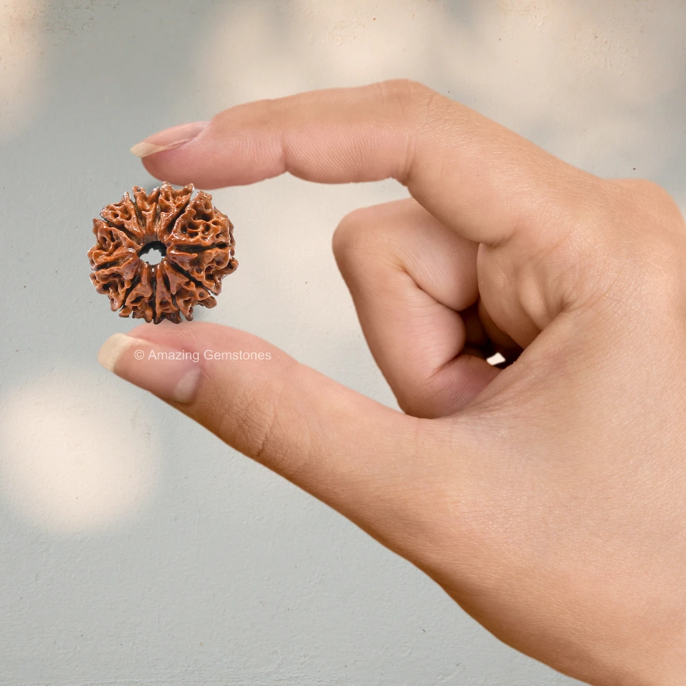 Authentic 10 Mukhi Rudraksha Bead