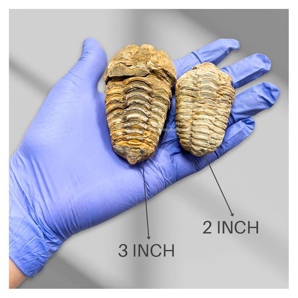 Trilobites (2 Inch)
