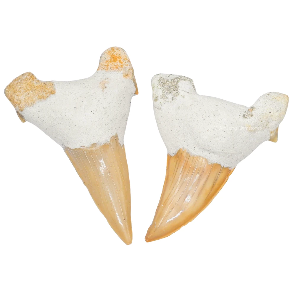 Big Shark Tooth (Set of 2)