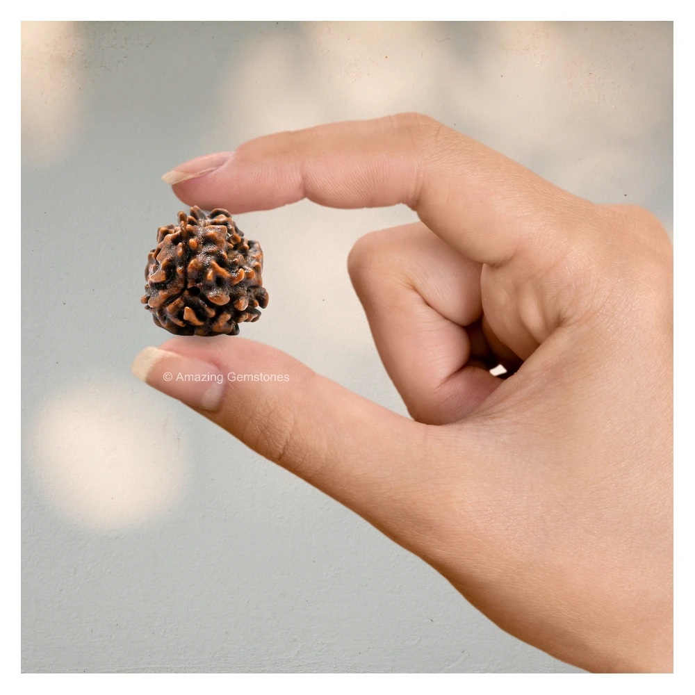 Authentic 3 Mukhi Rudraksha Bead