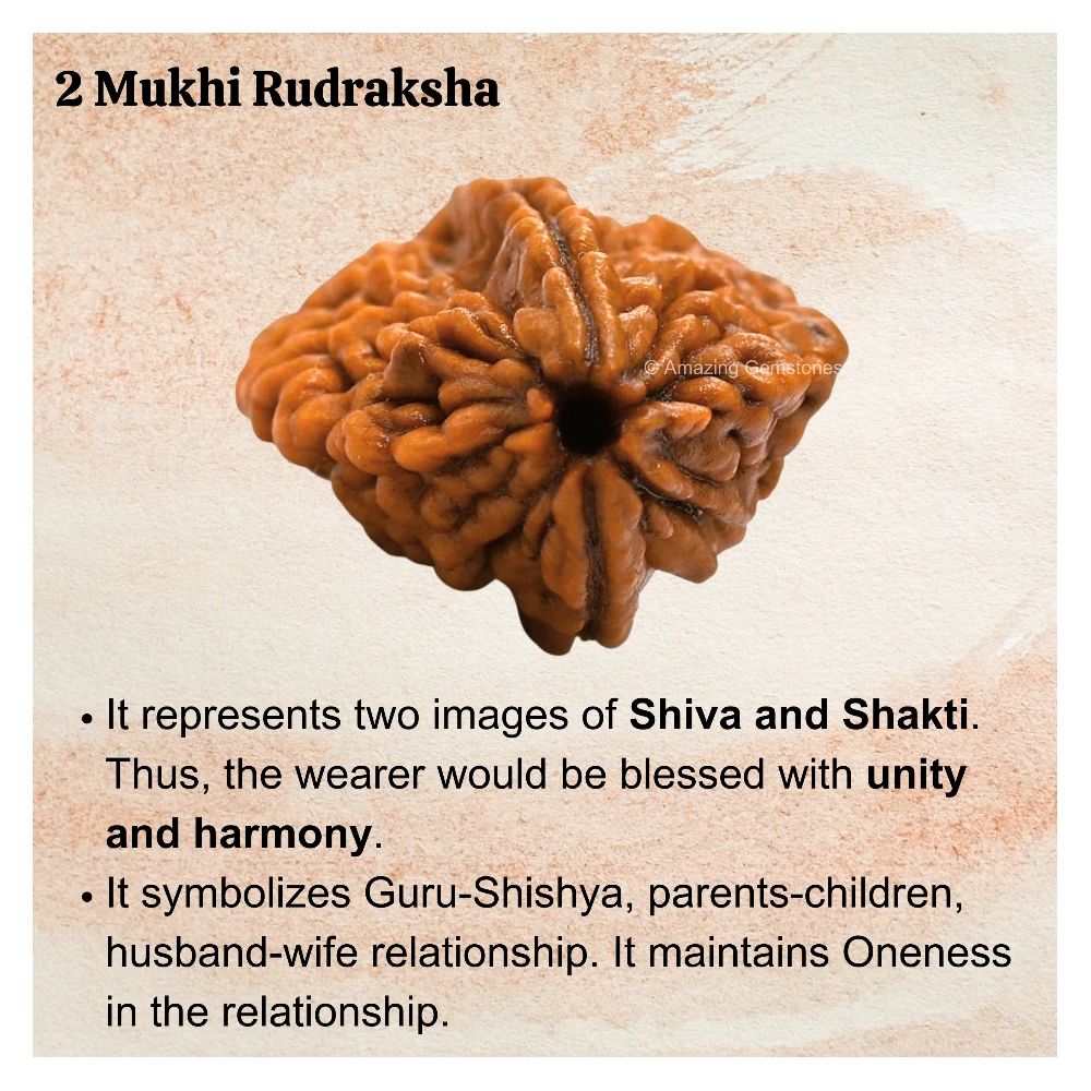 Authentic 2 Mukhi Rudraksha Bead