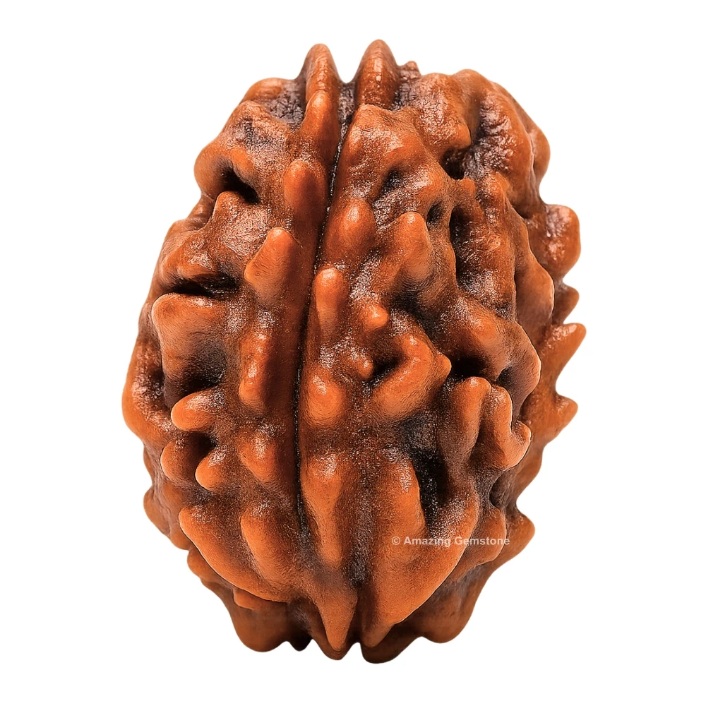 Authentic 3 Mukhi Rudraksha Bead
