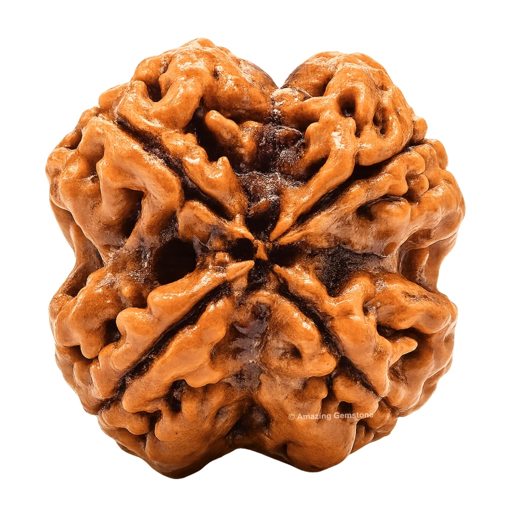 Authentic 4 Mukhi Rudraksha Bead