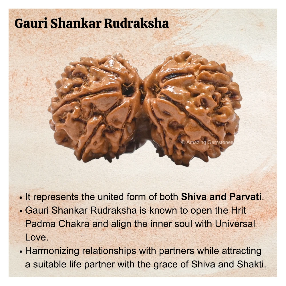 Authentic Gauri Shankar Rudraksha Bead