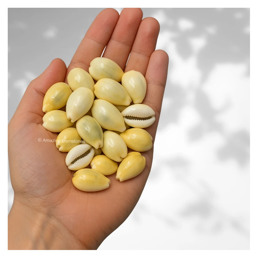 Yellow Cowrie Shells - Large (Set of 5)