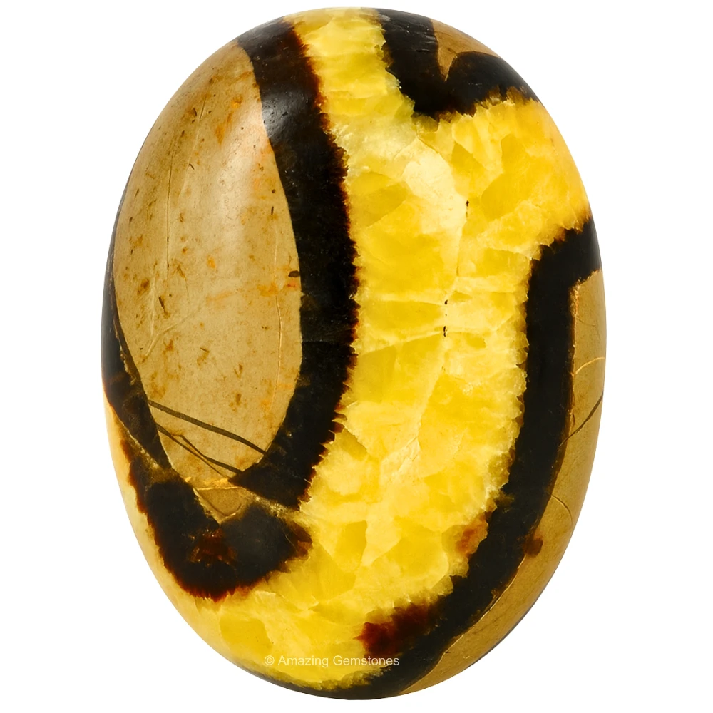 Septarian Palm Stone