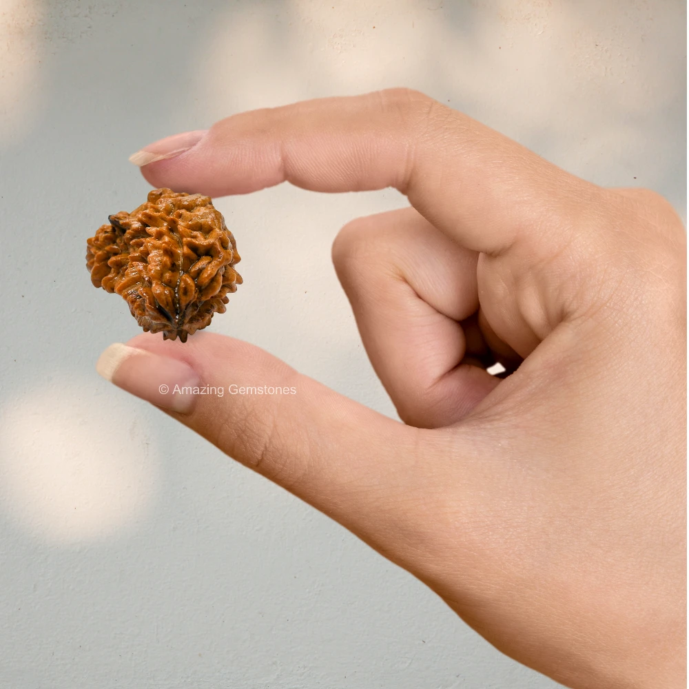 Authentic 1 Mukhi Rudraksha Bead