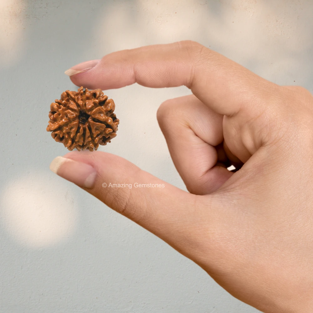 Authentic 9 Mukhi Rudraksha Bead