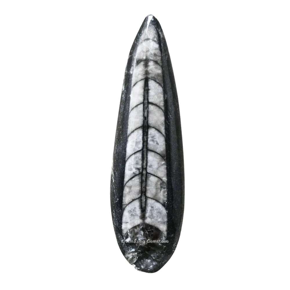 Orthoceras Fossil Kuber Stone (2-3 Inch)