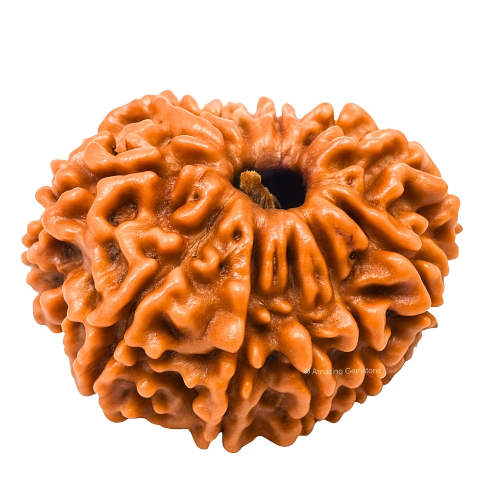 Authentic 11 Mukhi Rudraksha Bead