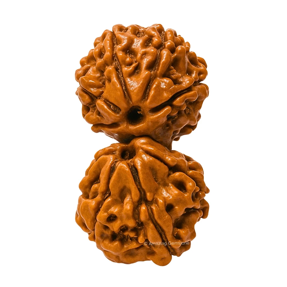 Authentic Gauri Shankar Rudraksha Bead