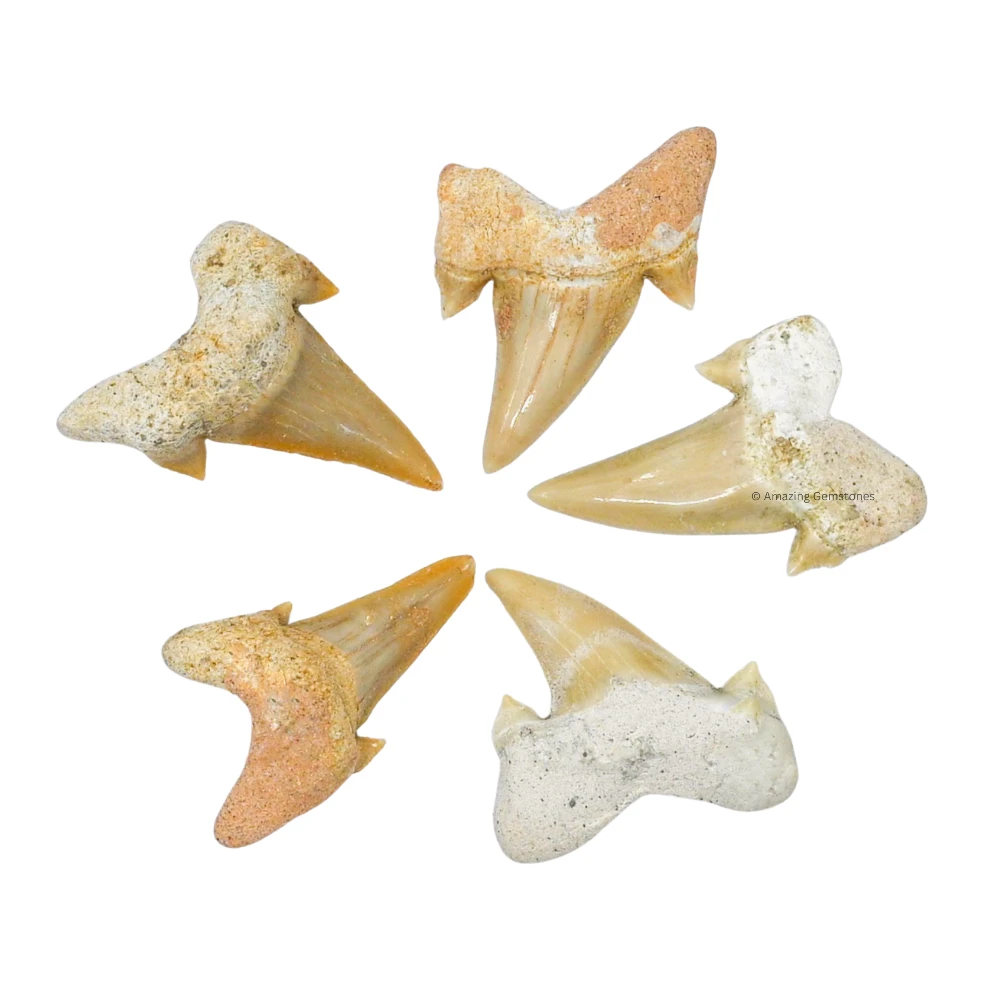 Shark Tooth 5 Pieces