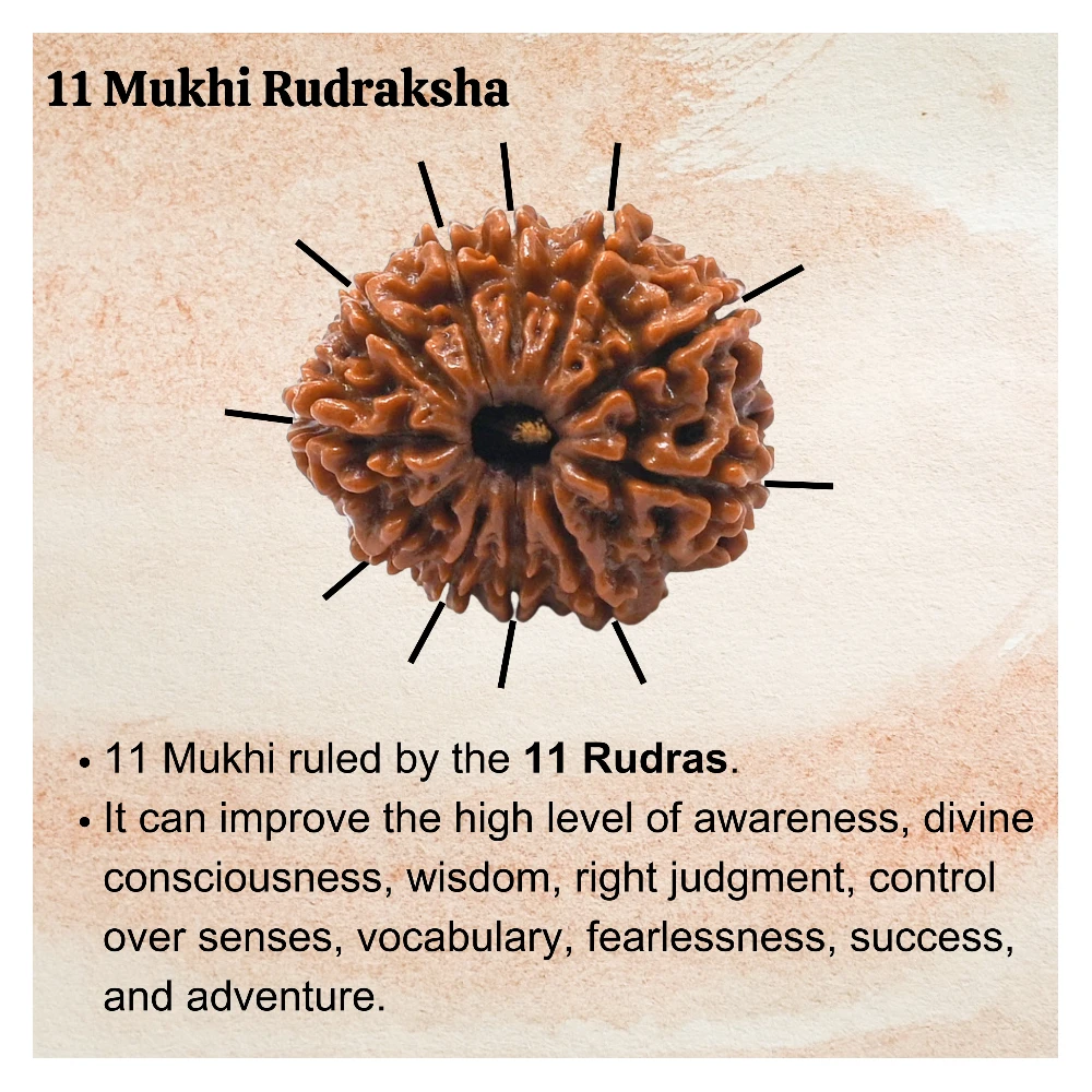 Authentic 11 Mukhi Rudraksha Bead