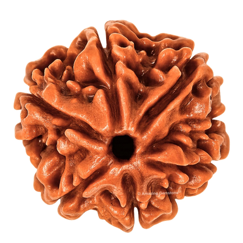 Authentic 6 Mukhi Rudraksha Bead
