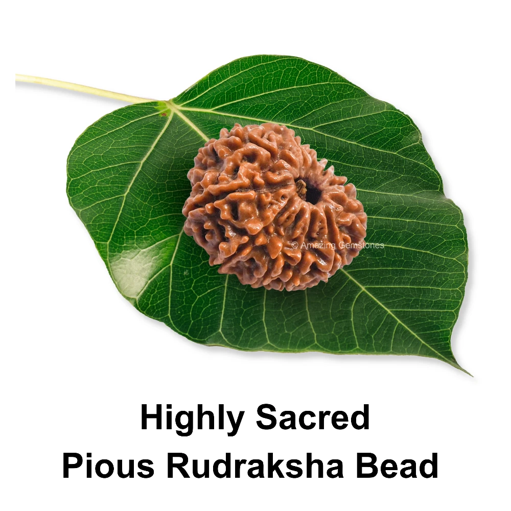 Authentic 11 Mukhi Rudraksha Bead