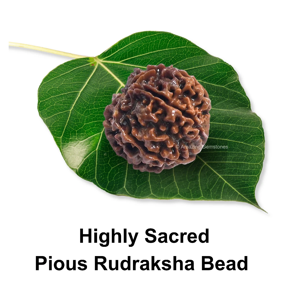 Authentic 6 Mukhi Rudraksha Bead