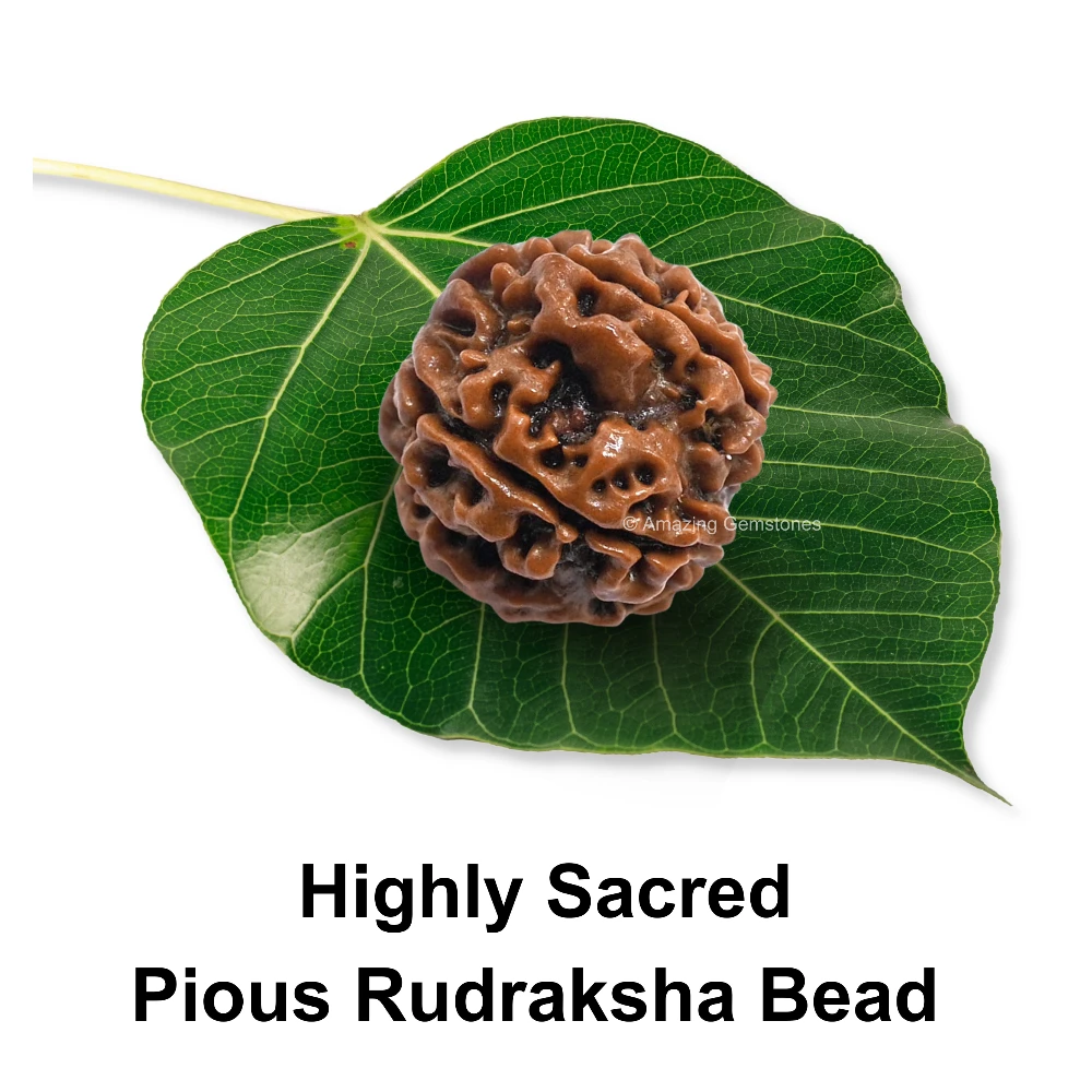 Authentic 5 Mukhi Rudraksha Bead
