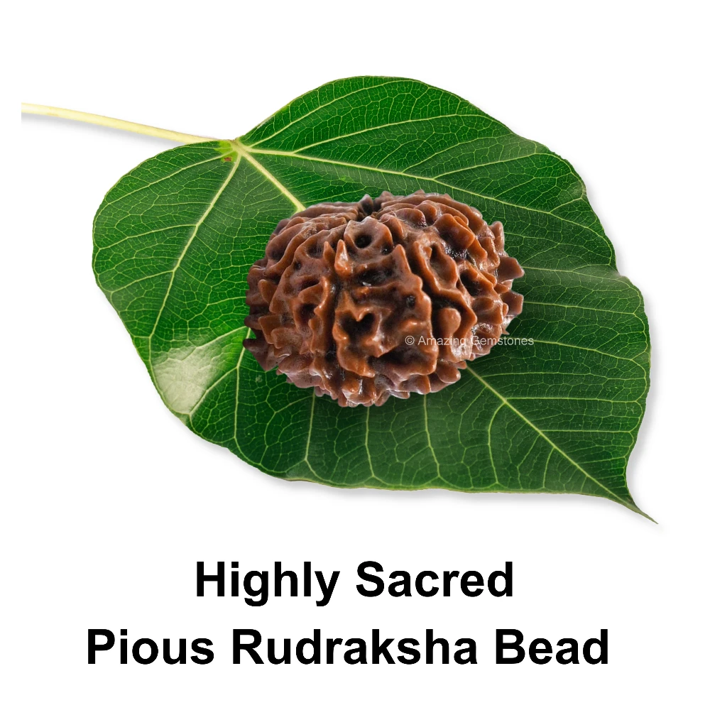 Authentic 12 Mukhi Rudraksha Bead