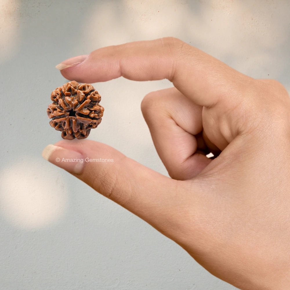 Authentic 5 Mukhi Rudraksha Bead