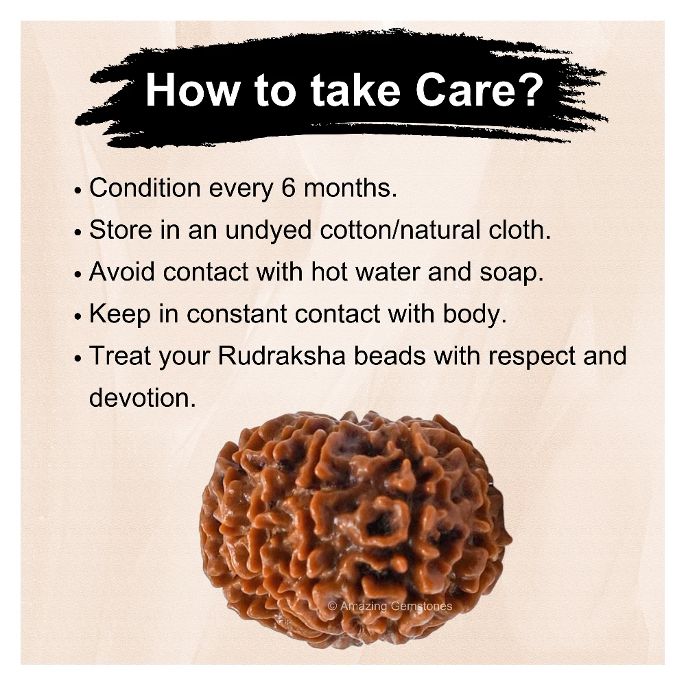Authentic 11 Mukhi Rudraksha Bead