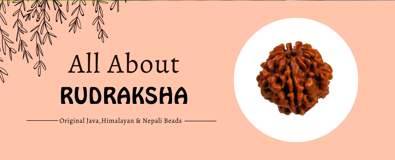 Rudraksha Meaning, Zodiac Sign, Healing Properties and Powers